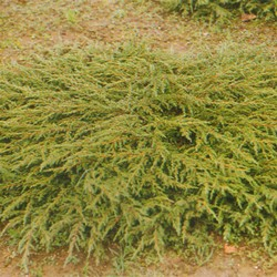 Мож-ник обыкновенный / Juniperus communis Repanda [C 1.5]