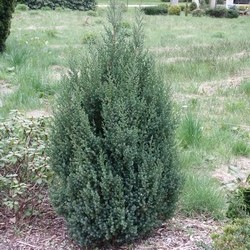 Мож-ник китайский / Juniperus chinensis Stricta [Р25-30 C2]