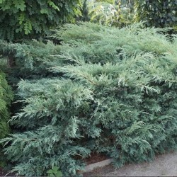 Мож-ник Виргинский / Juniperus virginiana Hetz [H30-40 C2]