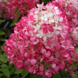 Гортензия метельчатая / Hydrangea paniculata Diamont Rouge [C5]