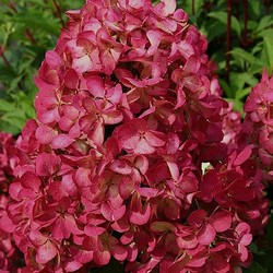 Гортензия метельчатая / Hydrangea paniculata Wims Red [C3]