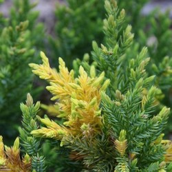 Мож-ник китайский / Juniperus chinensis Expansa Aureospicata [H30-40 C7.5]