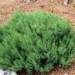 Мож-ник горизонтальный / Juniperus horizontalis Blue Forest [C 2]