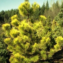 Сосна Тунберга / Pinus thunbergi Ogon [C3]