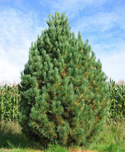 Сосна кедровая / Pinus cembra [H25-35 C3]