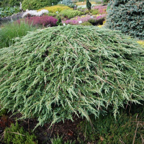 Мож-ник обыкновенный / Juniperus communis Green Carpet [C 1.5]