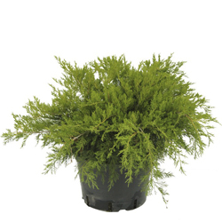 Мож-ник средний / Juniperus media Mint Julep [H50-60 C5]