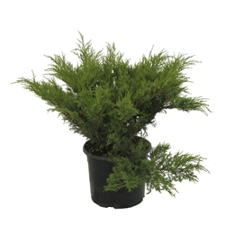 Мож-ник казацкий / Juniperus sabina Mas [H40-45 C 5]
