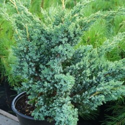 Мож-ник чешуйчатый / Juniperus squamata Blue Compact [H30-40 C7.5]