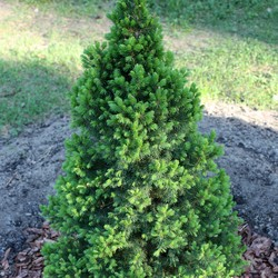 Ель канадская / Picea glauca Conica December [H35-45 C2]