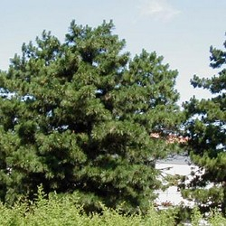 Сосна черная / Pinus nigra Austriaca [H60-80 С5]