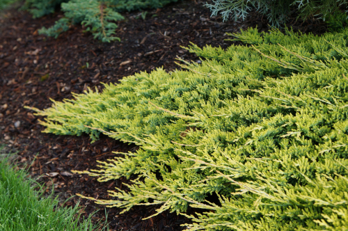 Мож-ник горизонтальный / Juniperus horizontalis Golden Carpet [H25-35 C5]
