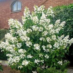 Гортензия метельчатая / Hydrangea paniculata Levana [C5]