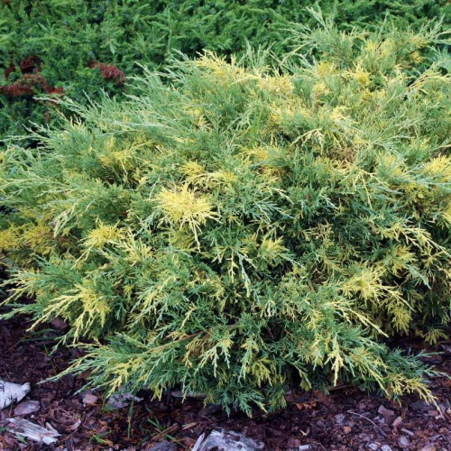 Мож-ник средний / Juniperus media Pfitzeriana Blue & Gold [H40-50 C10]
