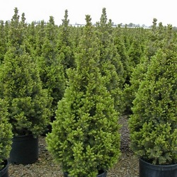 Ель канадская / Picea glauca Conica [H60-80 C7.5]