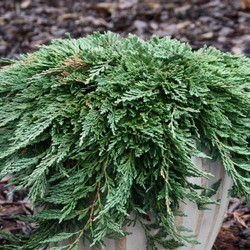 Мож-ник горизонтальный / Juniperus horizontalis Pancake [H25-35 C2]