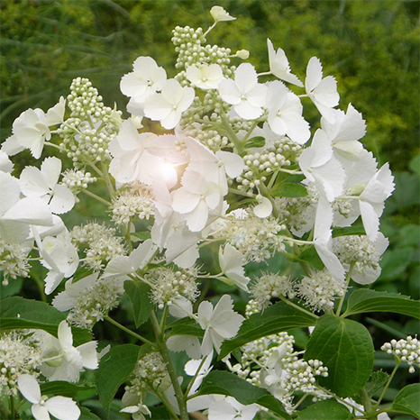 Гортензия метельчатая / Hydrangea paniculata White Lady [C7,5]