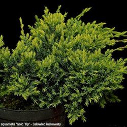 Мож-ник чешуйчатый / Juniperus squamata Gold Tip [H40-50 C10]