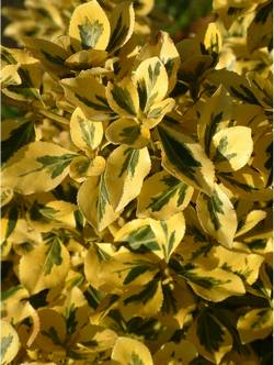 Бересклет Форчуна / Euonymus fortunei Emerald N Gold [C1]
