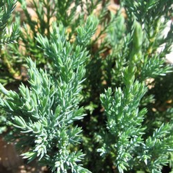 Мож-ник чешуйчатый / Juniperus squamata Blue Carpet [C2]