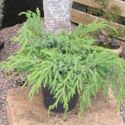 Мож-ник чешуйчатый / Juniperus squamata Blue Swede [H30-40 C7.5]