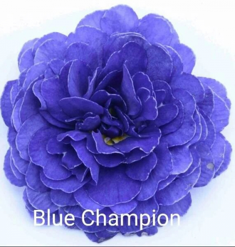Примула Belarina Blue Champion