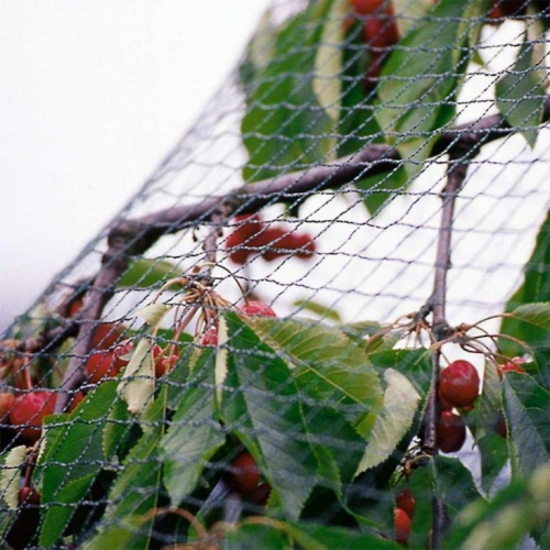 Сетка от птиц для защиты ягод и овощей