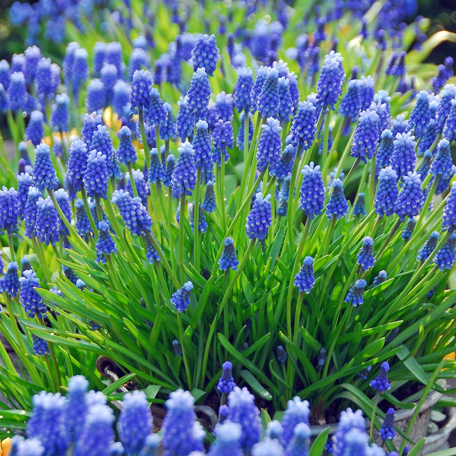 Мускари Арменикум Muscari armeniacum