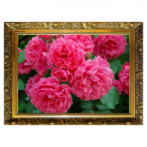 Алмазная мозаика «Восхитительные розы» 29,5×20,5 см, 25 цветов
