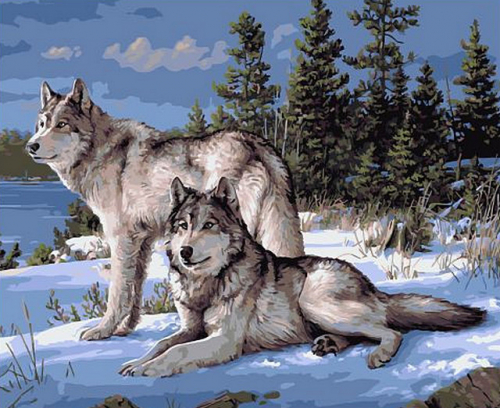 Картины по номерам 40х50 Волки у зимней реки (В ПУТИ)