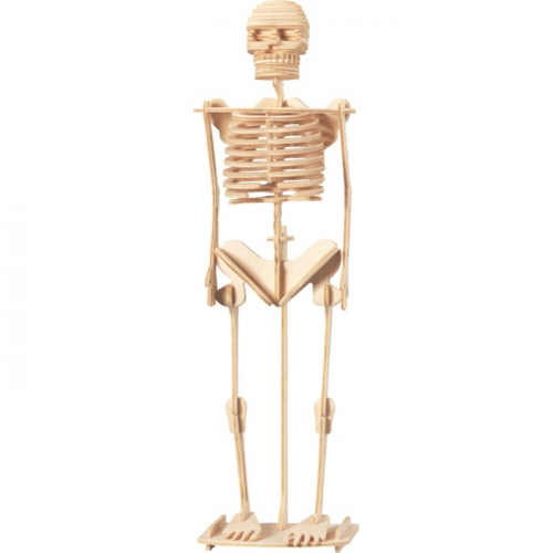 Сборная деревянная модель «Скелет человека»