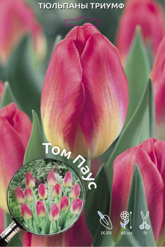 Тюльпан Том Паус (Заказываем упаковками. В упаковке 5 шт. Цена указана за упаковку)
