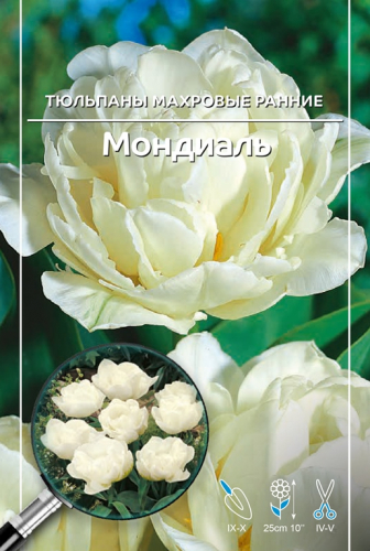 Тюльпан Мондиаль (Заказываем упаковками. В упаковке 5 шт. Цена указана за упаковку)