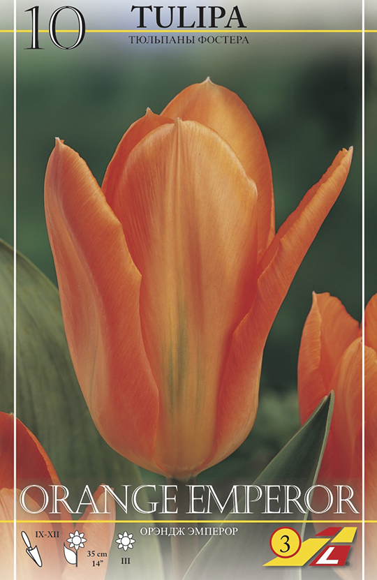 Тюльпан оранж эмперор фото и описание