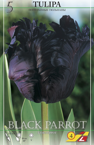 Тюльпан Блек Пэррот (Заказываем упаковками. В упаковке 5 шт. Цена указана за упаковку)