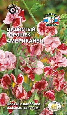 Цветы Душистый Горошек Американец (ярко-красные с белыми штрихами) (0,5 г) Седек