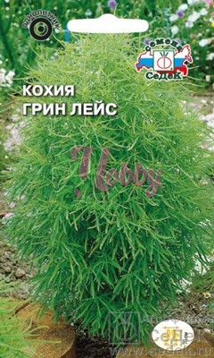 Цветы Кохия Грин лейс (веничная) (1 г) Седек