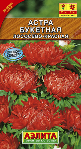 Астра Букетная лососево-красная