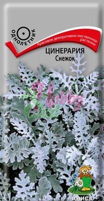 Цветы Цинерария Снежок (0,1 г) Поиск