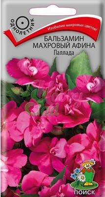 Цветы Бальзамин Махровый Афина Паллада (5 шт) Поиск