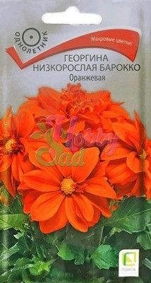 Цветы Георгина Барокко Оранжевая низкорослая (0,1 г) Поиск