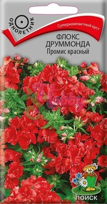 Цветы Флокс Промис красный (10 шт) Поиск