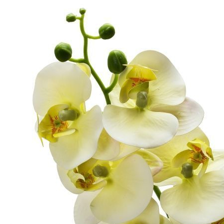 Орхидея латекс h 98см (9г.) белая с зеленым
