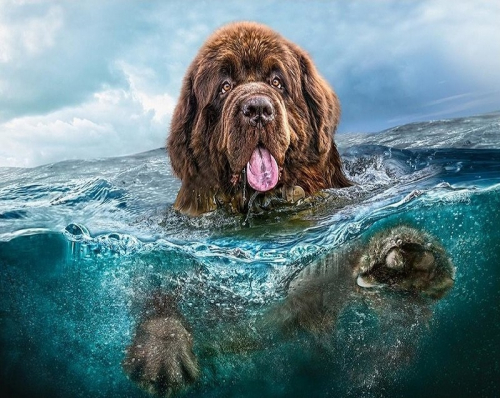 Картина по номерам 40х50 - Собака в море