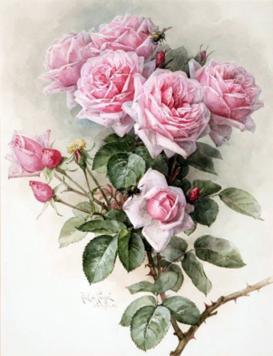 Картина по номерам 40х50 - Цветок розы
