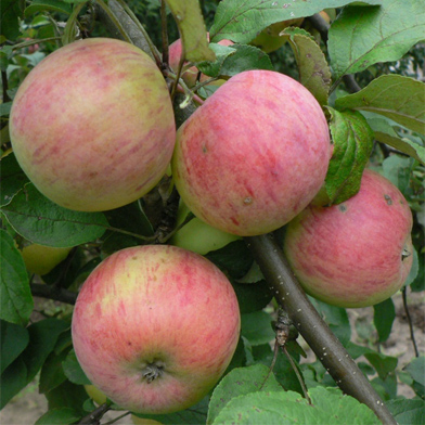 Яблоня Штрейфлинг (Осеннее полосатое)