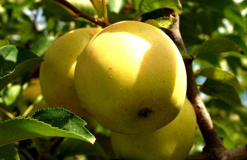 Яблоня Лимонное крупное