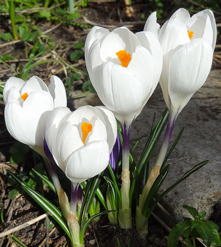 Крупноцветковый Крокус Жанна Дарк