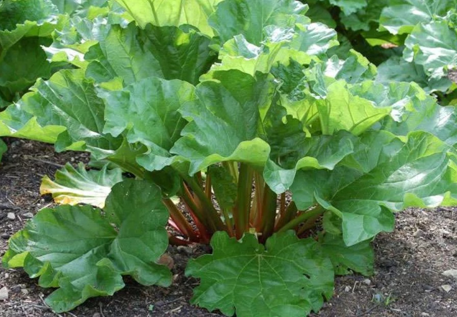 Ревый. Ревень Крупночерешковый. Rheum palmatum. Ревень.