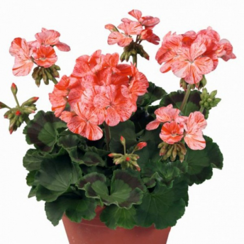 Пеларгония зональная Toscana Flic Flac Red Nova